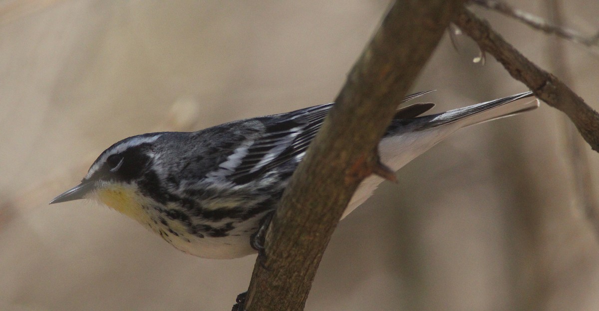 Yellow-rumped x Yellow-throated Warbler (hybrid) - Tom Smith