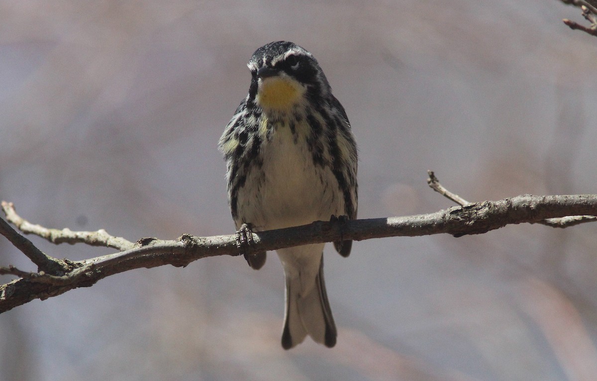 Yellow-rumped x Yellow-throated Warbler (hybrid) - Tom Smith