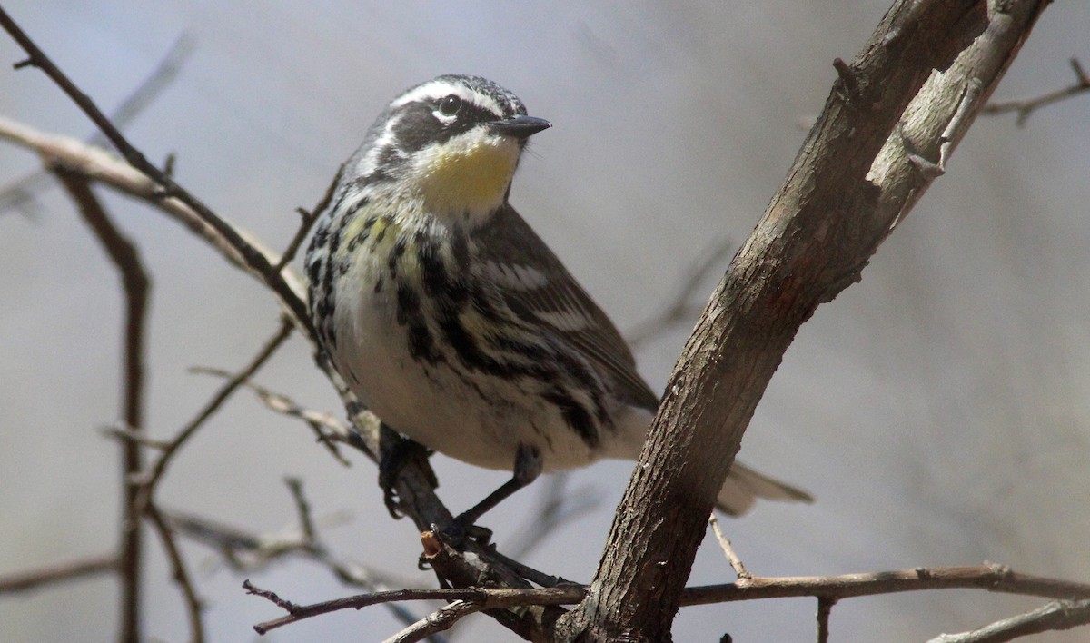 Yellow-rumped x Yellow-throated Warbler (hybrid) - Tom Smith