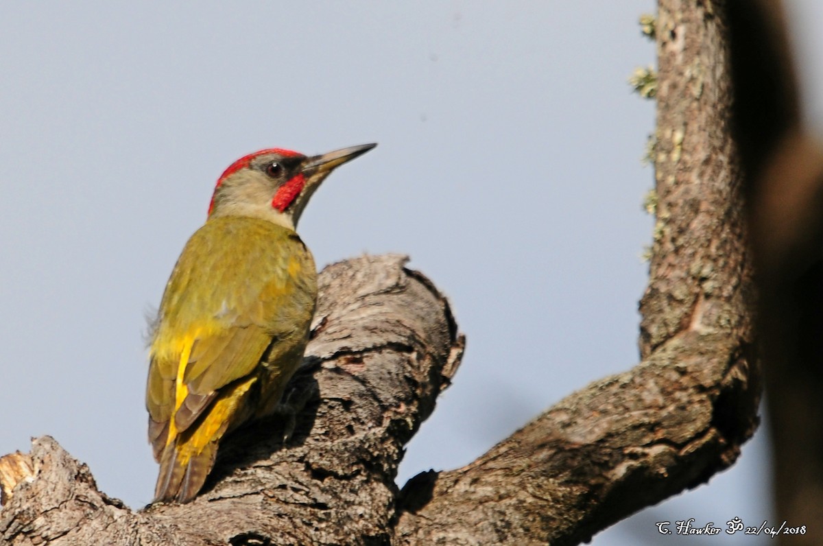 Iberian Green Woodpecker - ML95883841