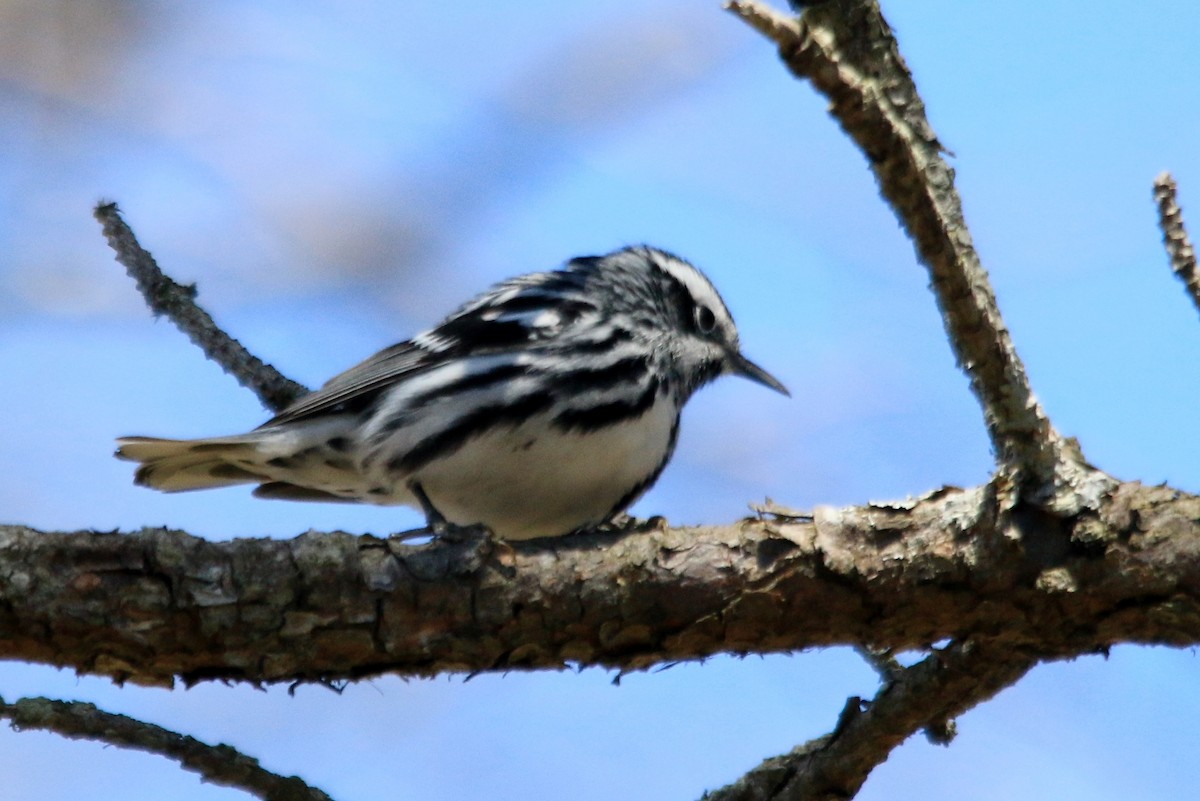 Black-and-white Warbler - ML95884701