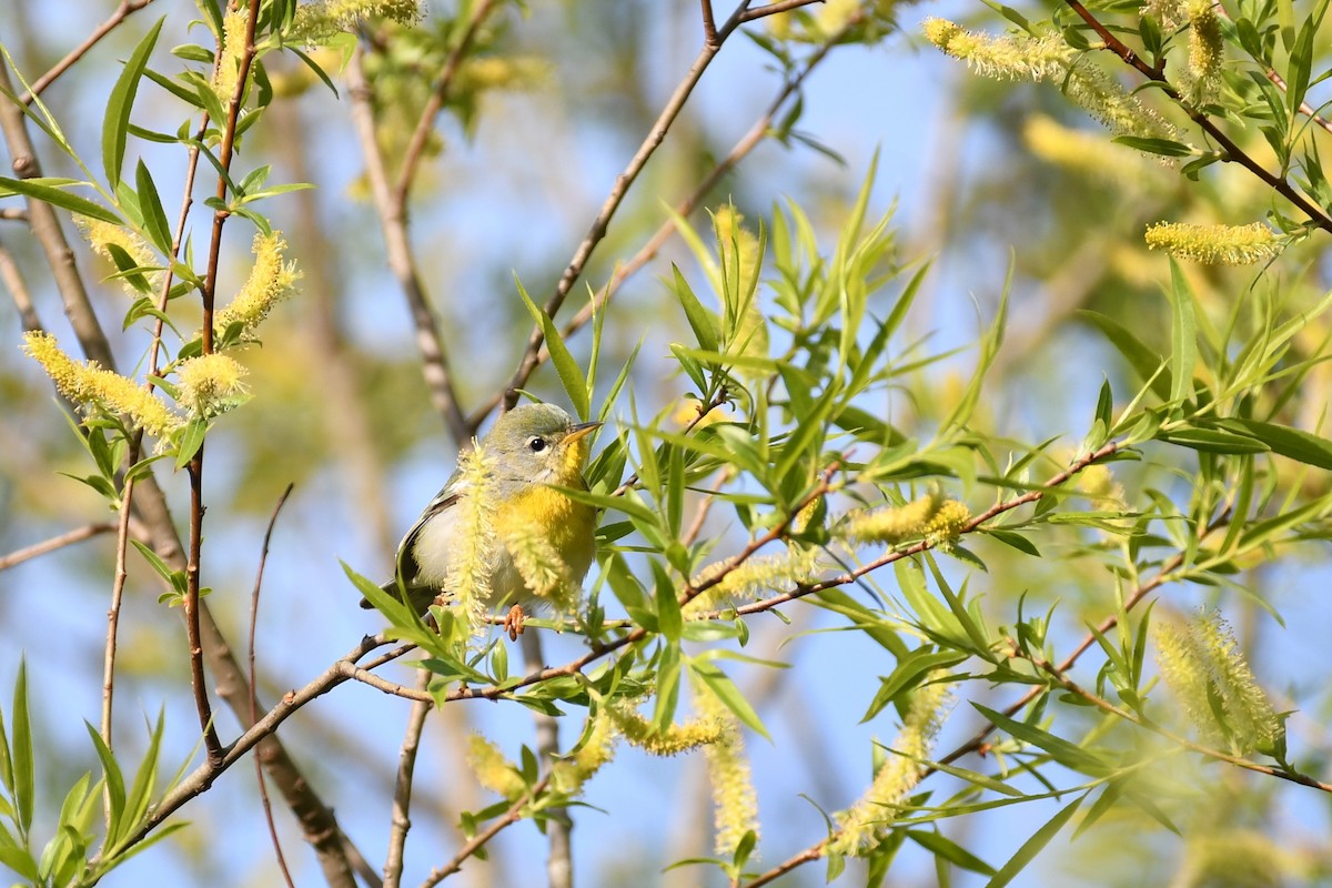 Northern Parula - ML95884871