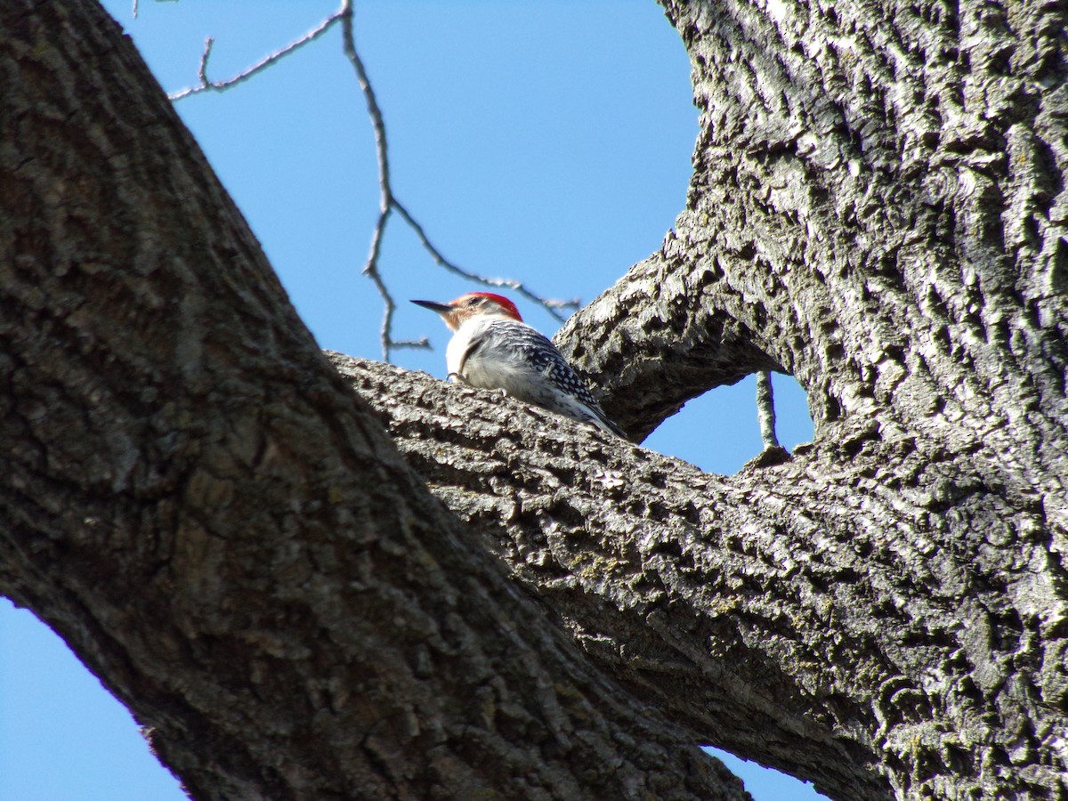 Red-bellied Woodpecker - ML95885691