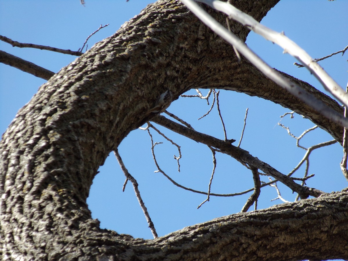 Brown Creeper - ML95885921