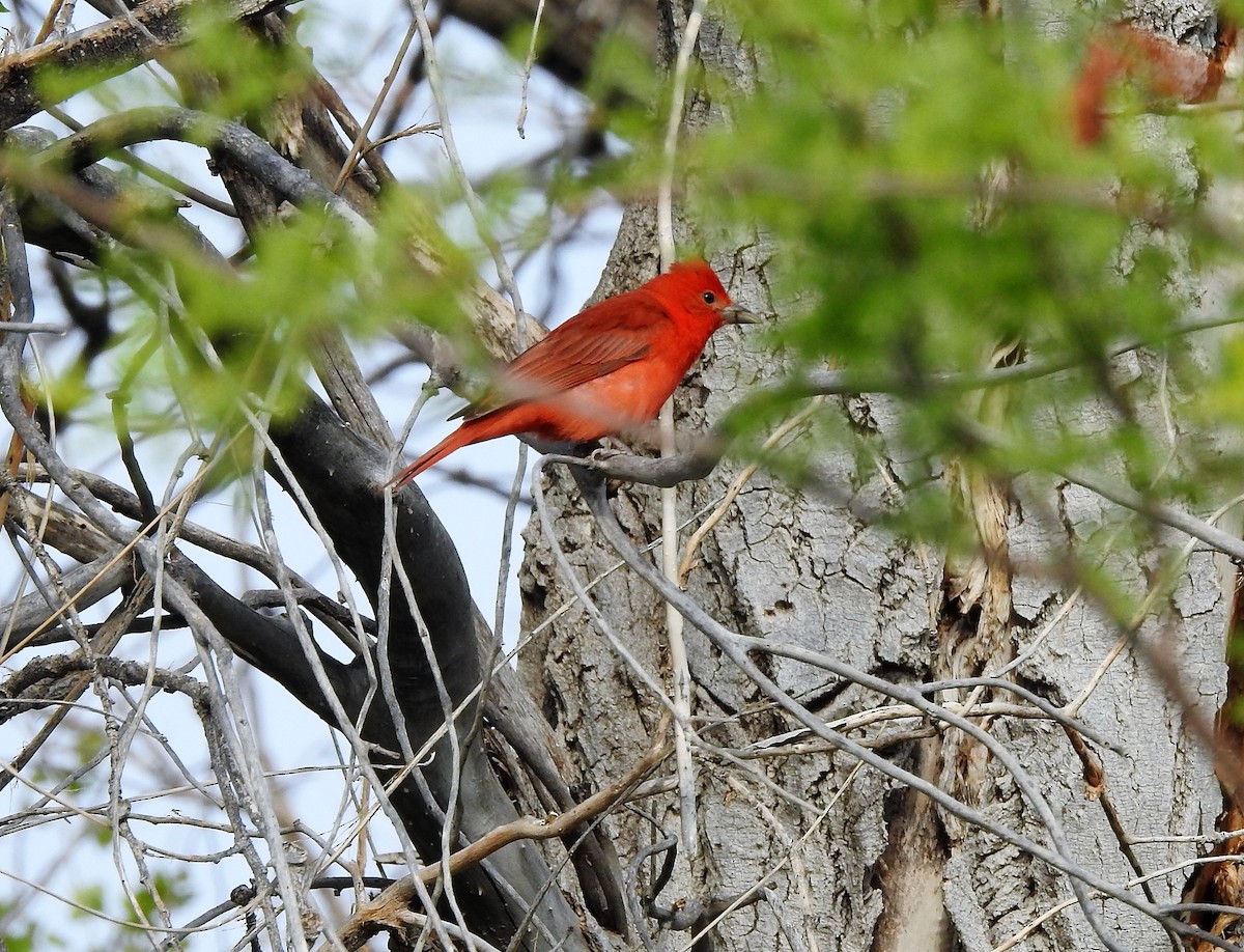 Summer Tanager - ML95887381