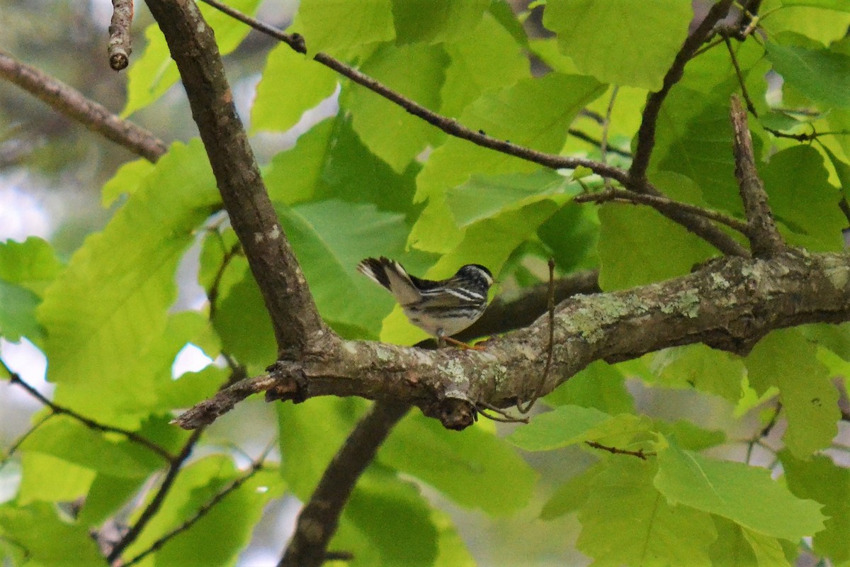 Blackpoll Warbler - Andrew Lydeard