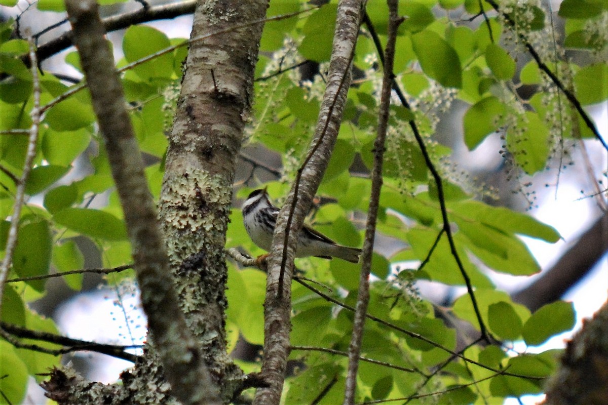 Blackpoll Warbler - ML95887741