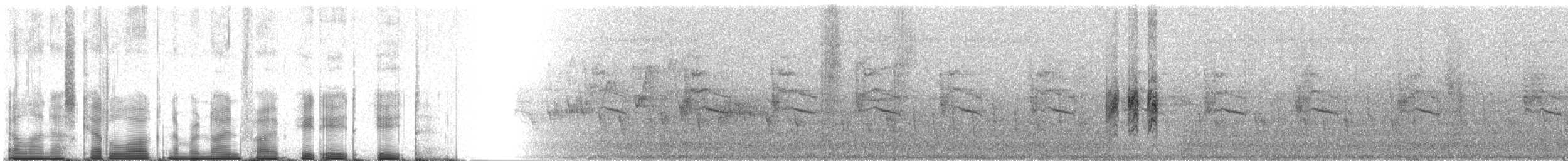 チェバートオオハシモズ（chabert） - ML95888