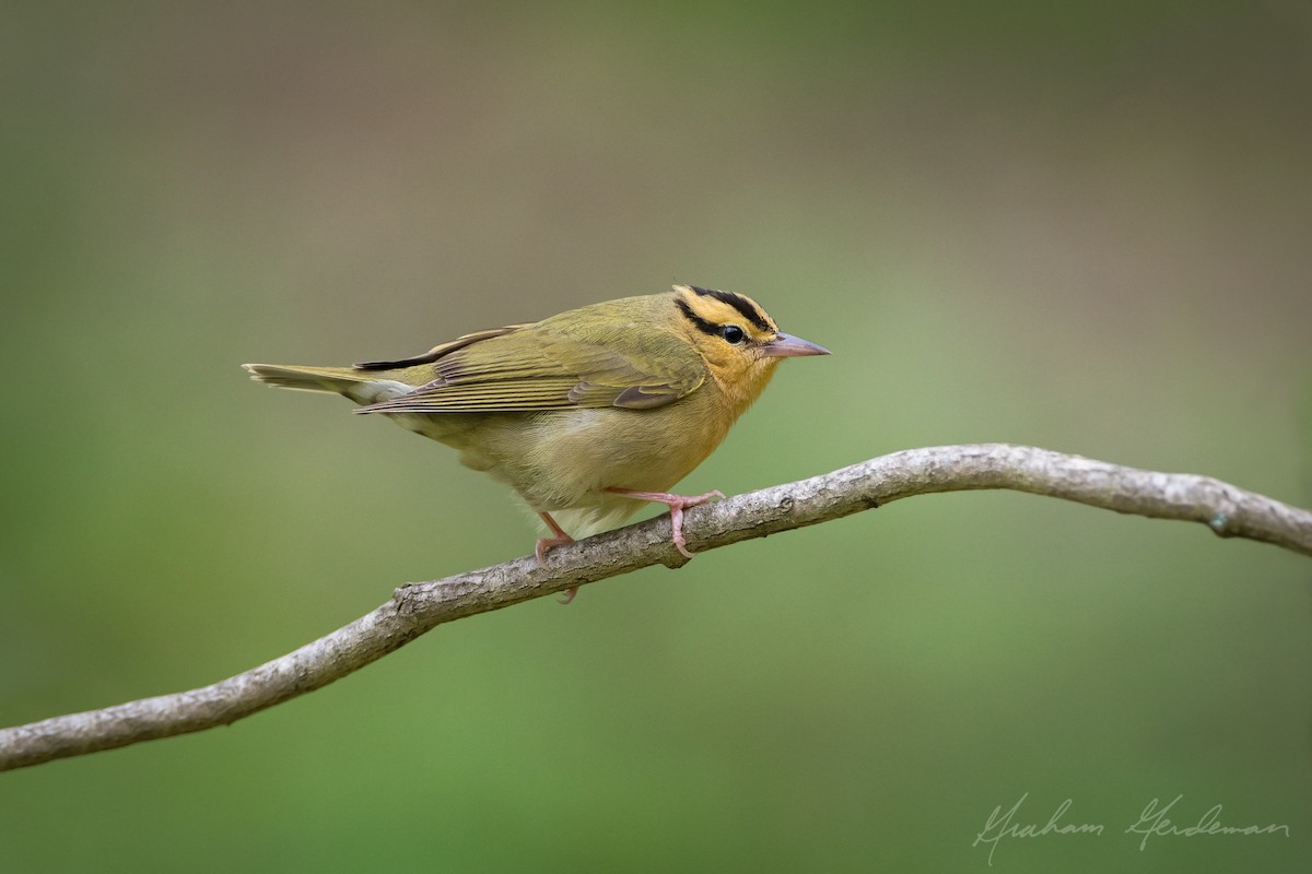 Worm-eating Warbler - Graham Gerdeman