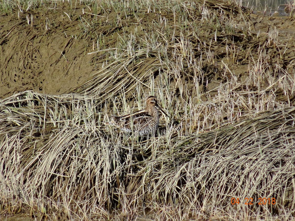 Wilson's Snipe - ML95891791