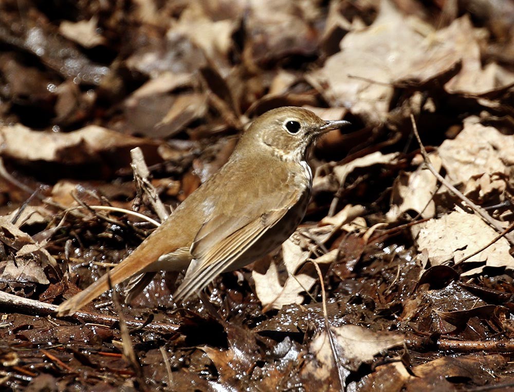 Hermit Thrush - Cathy Sheeter