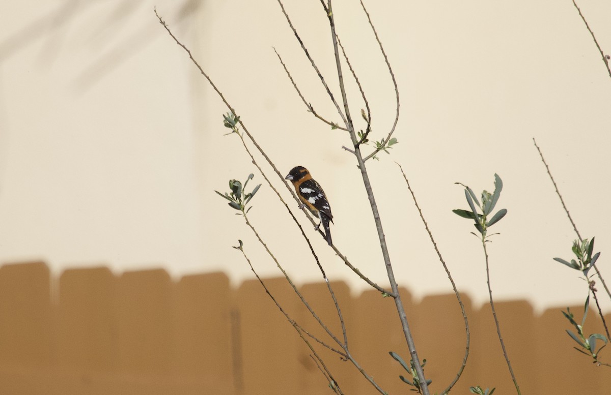 Black-headed Grosbeak - ML95895191