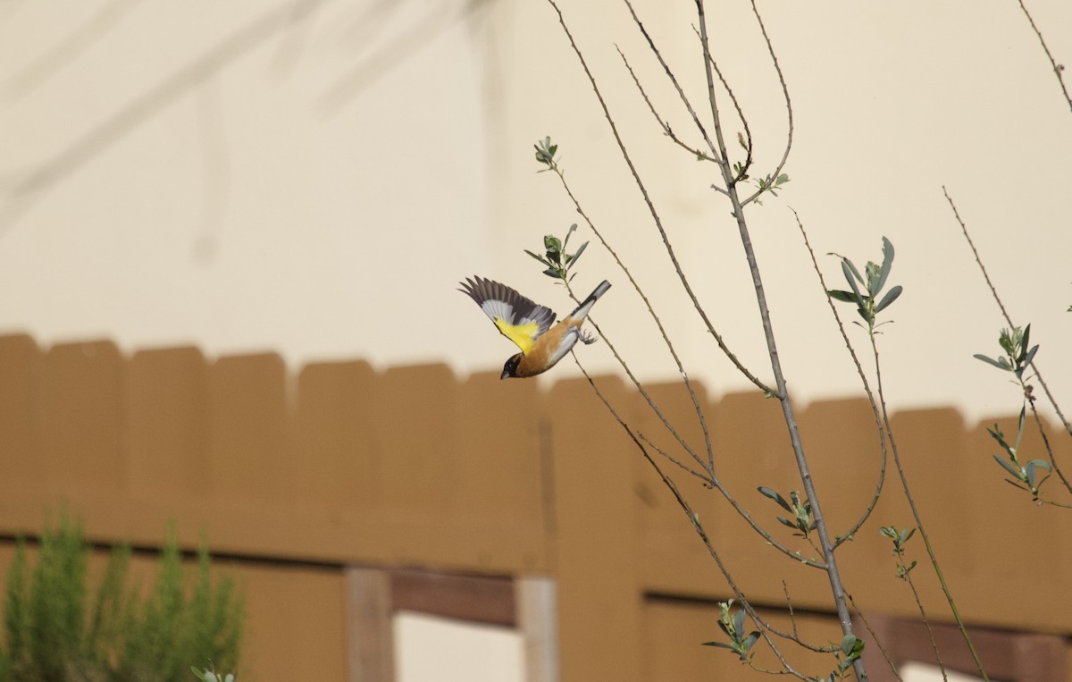 Black-headed Grosbeak - ML95895201