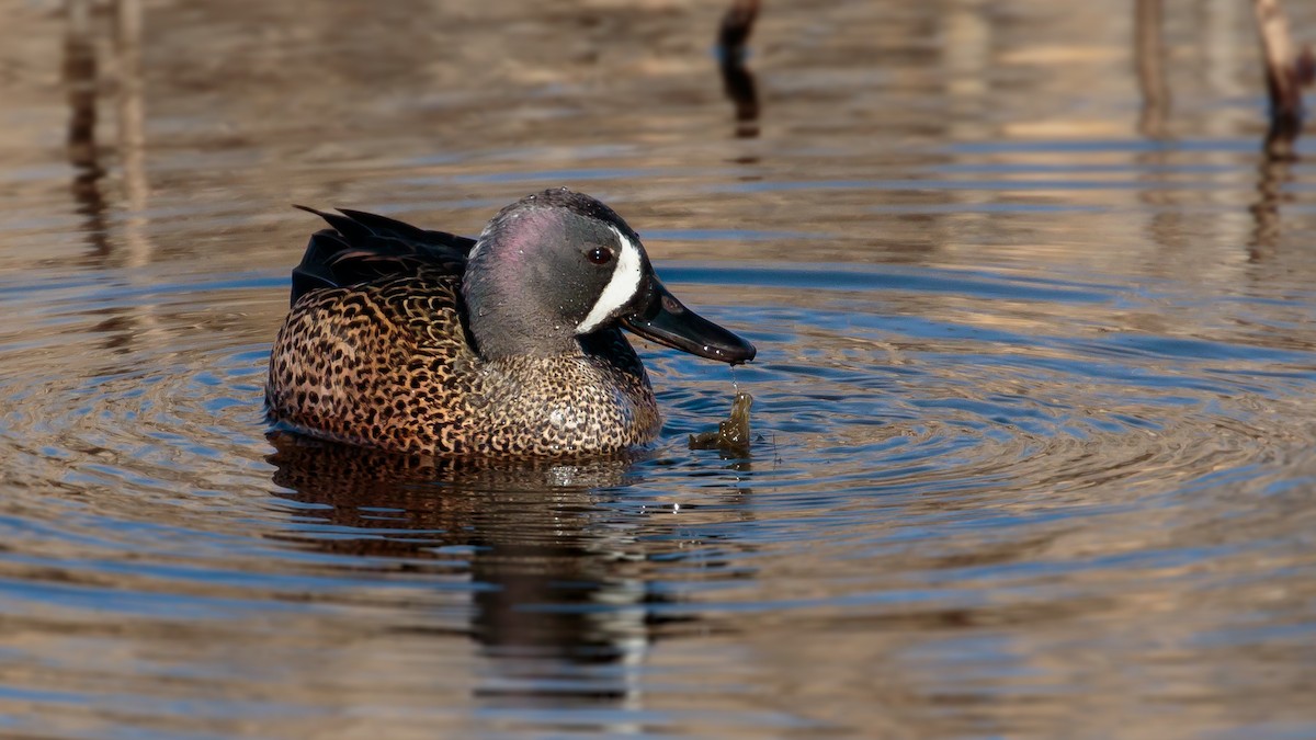 Blue-winged Teal - ML95895891