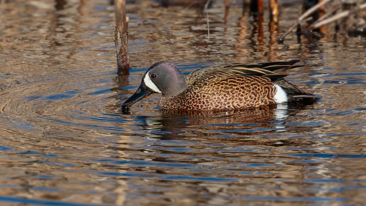 Blue-winged Teal - Drew Weber