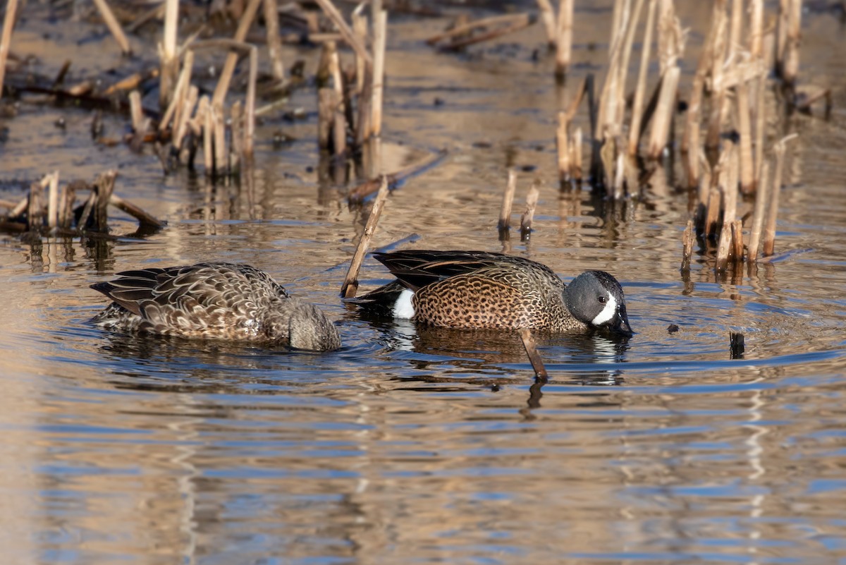 Blue-winged Teal - Drew Weber