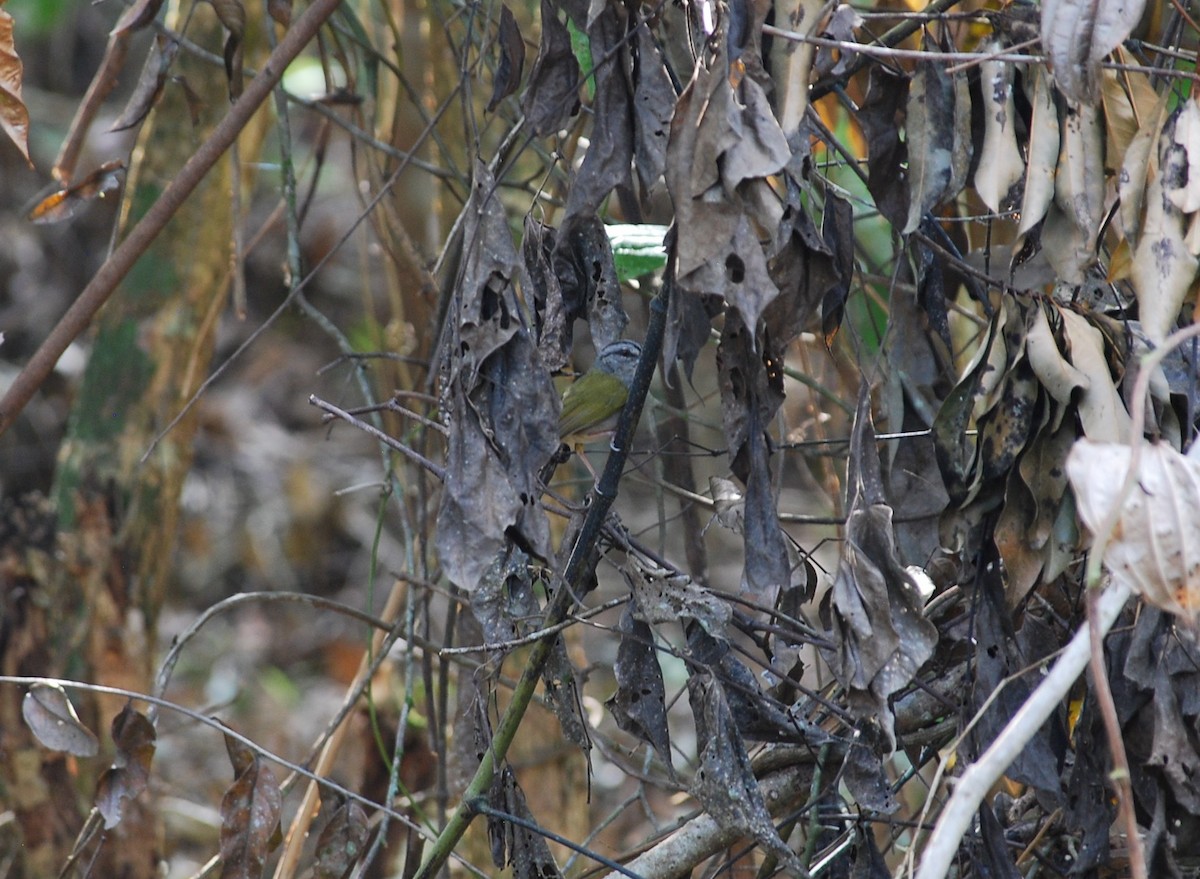 Green-backed Sparrow - Francisco Altamirano