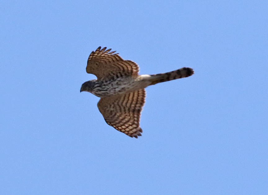 Cooper's Hawk - ML95901671