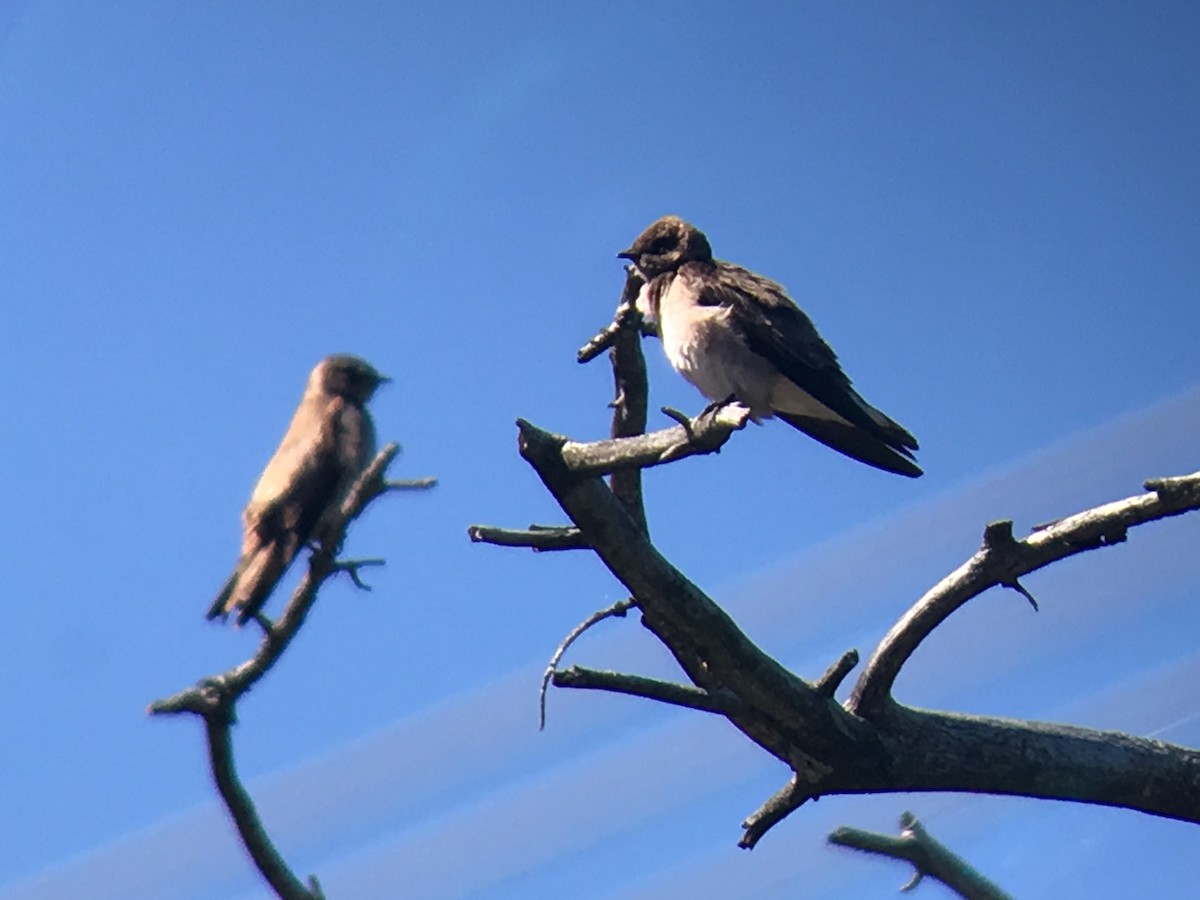 Northern Rough-winged Swallow - ML95903111