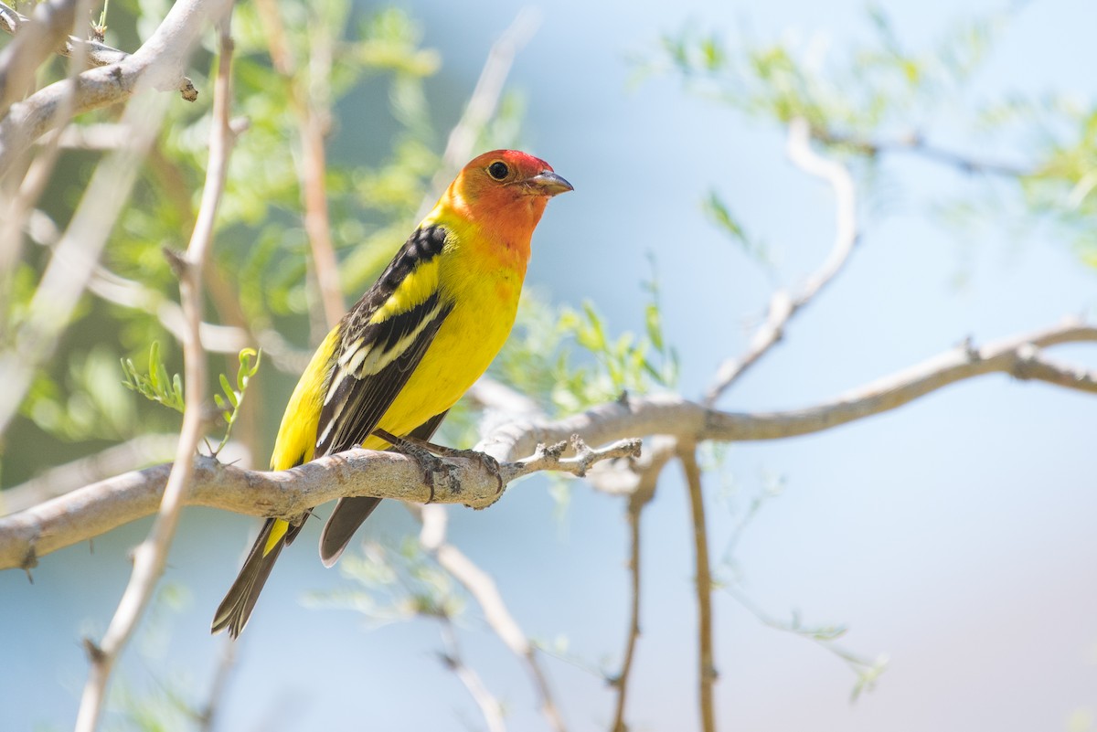 Western Tanager - Adam Jackson