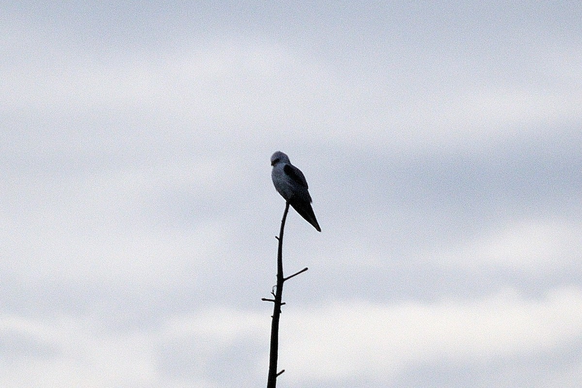 White-tailed Kite - John Doty