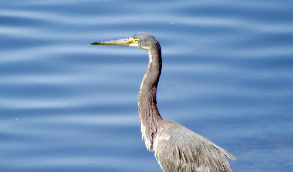 Tricolored Heron - ML95904931