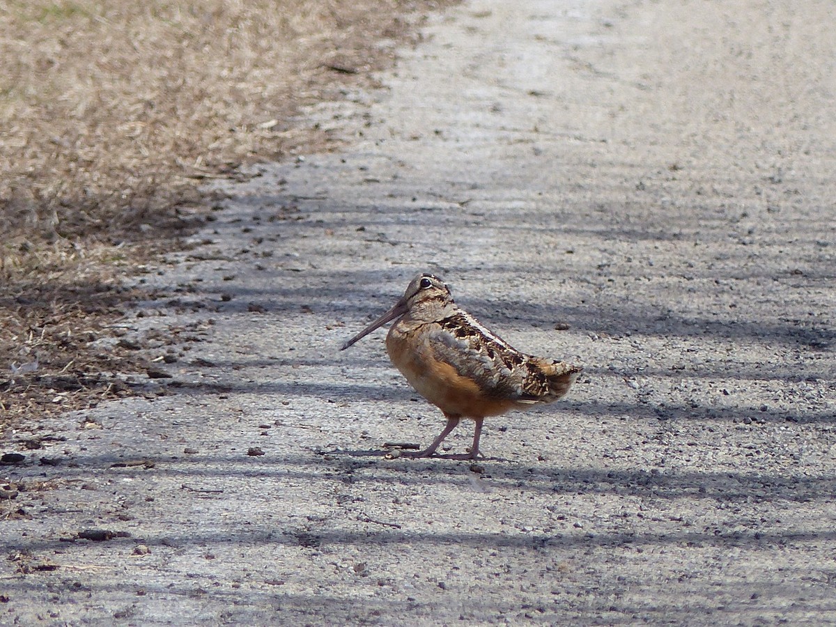 American Woodcock - ML95905691