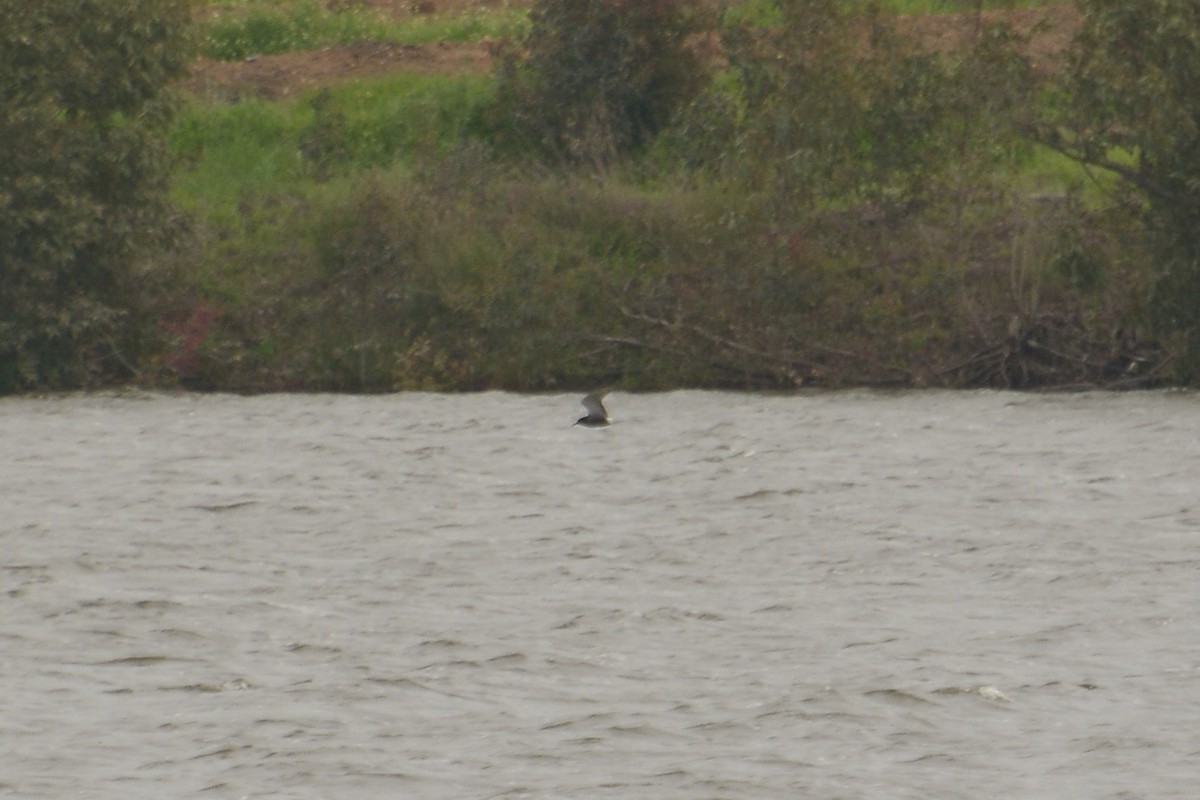 Black Tern - ML95906221