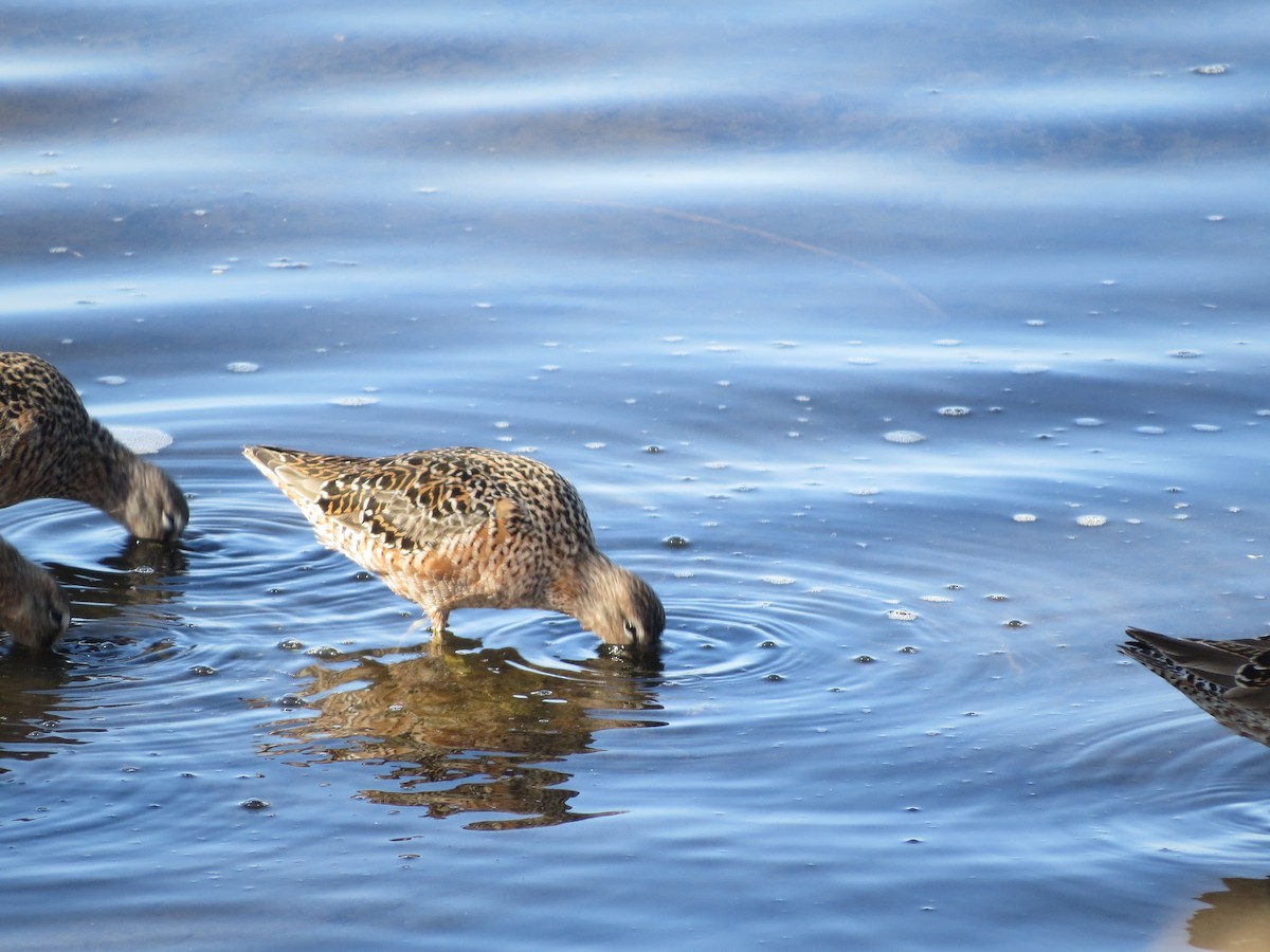 Long-billed Dowitcher - Terry Hill