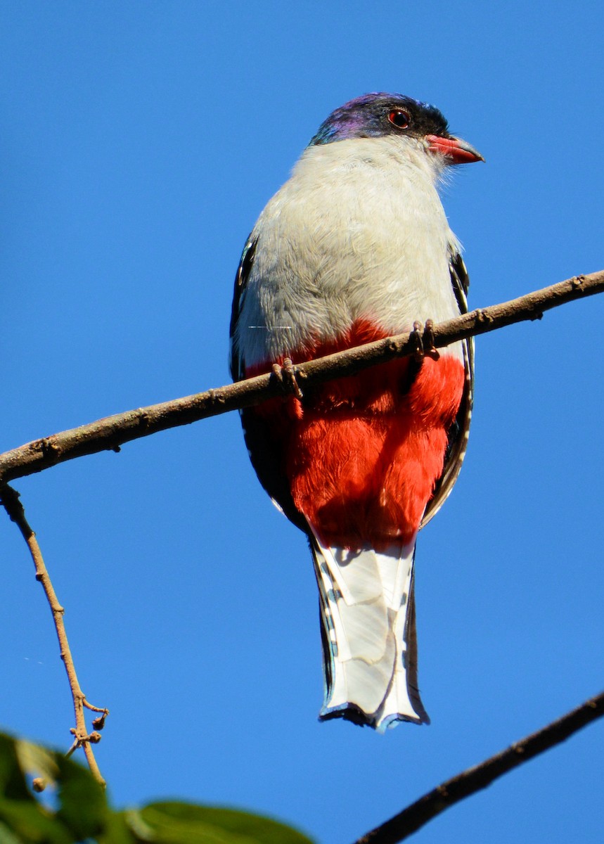 Cuban Trogon - ML95907571