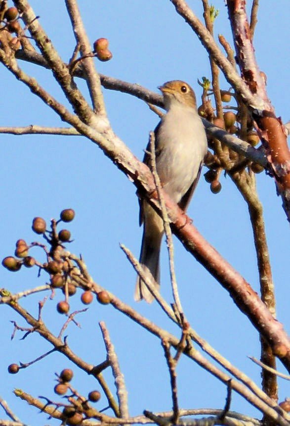 Cuban Solitaire - Kenneth Butler