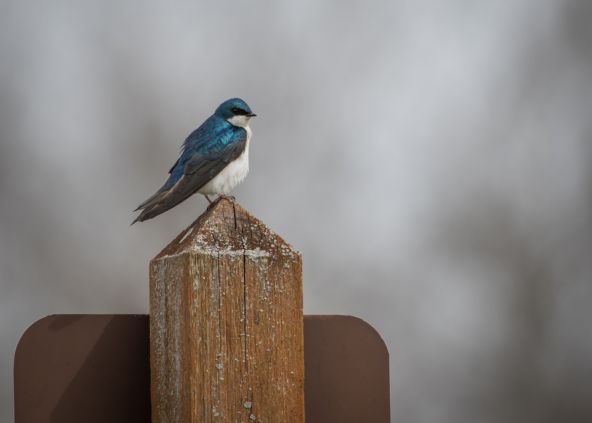 Golondrina Bicolor - ML95909251