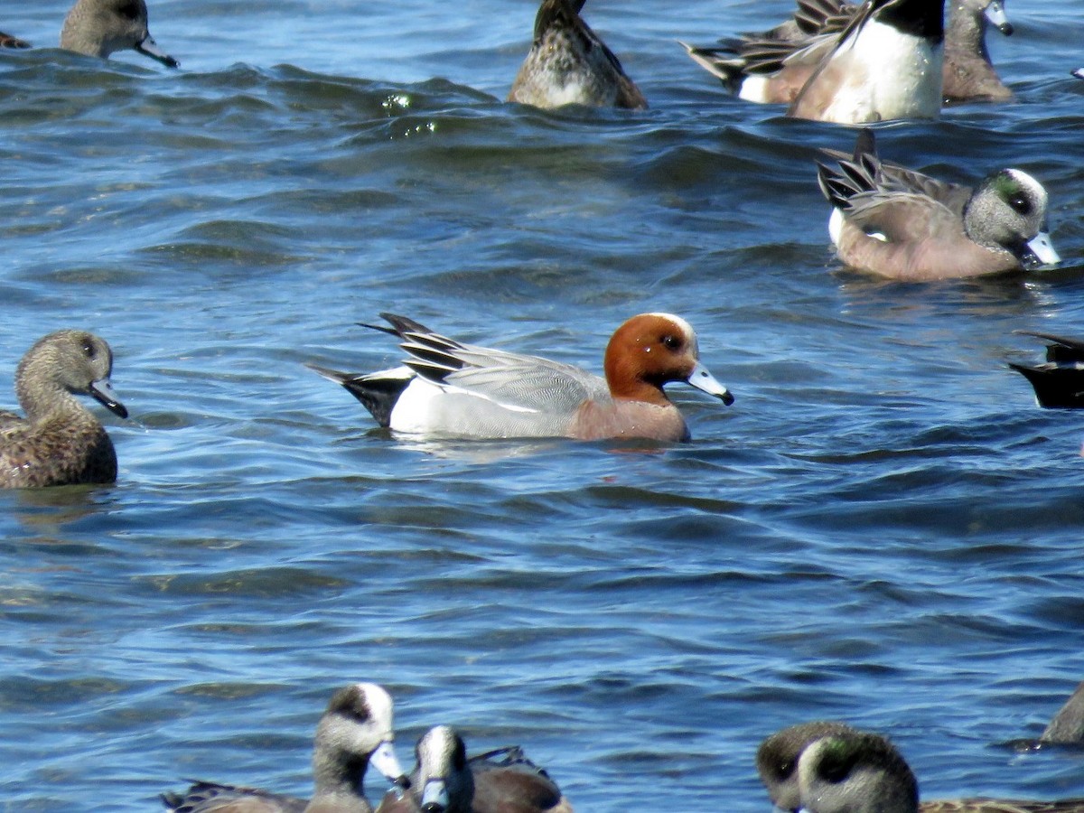 Eurasian Wigeon - ML95909471