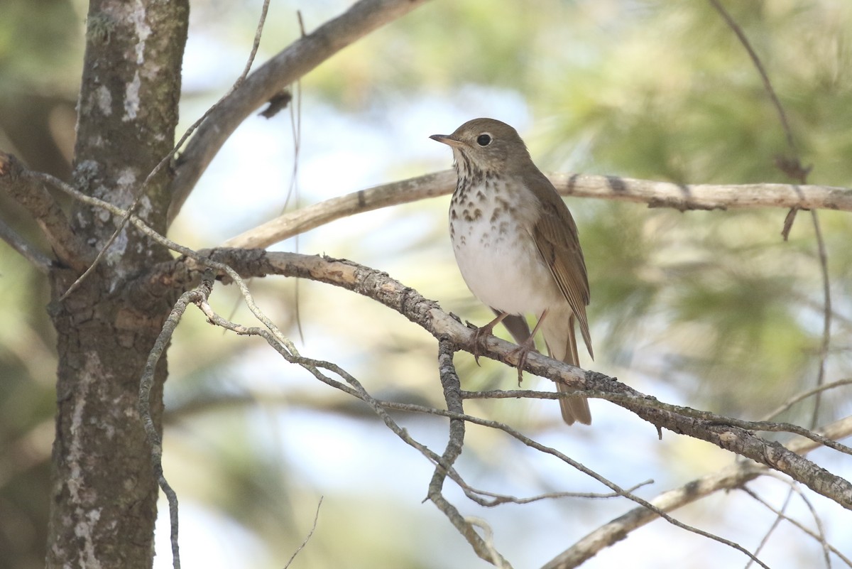 Hermit Thrush - ML95911411