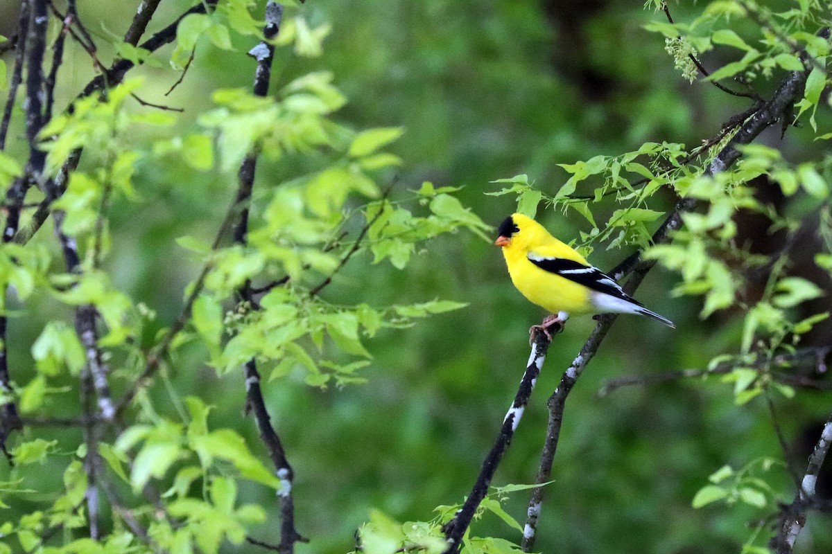 American Goldfinch - Colin Sumrall