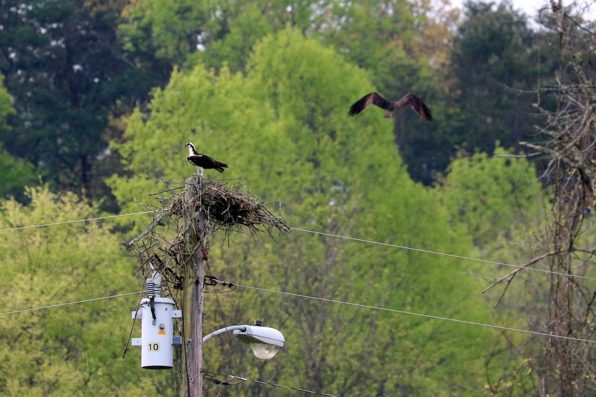 Osprey - ML95911921