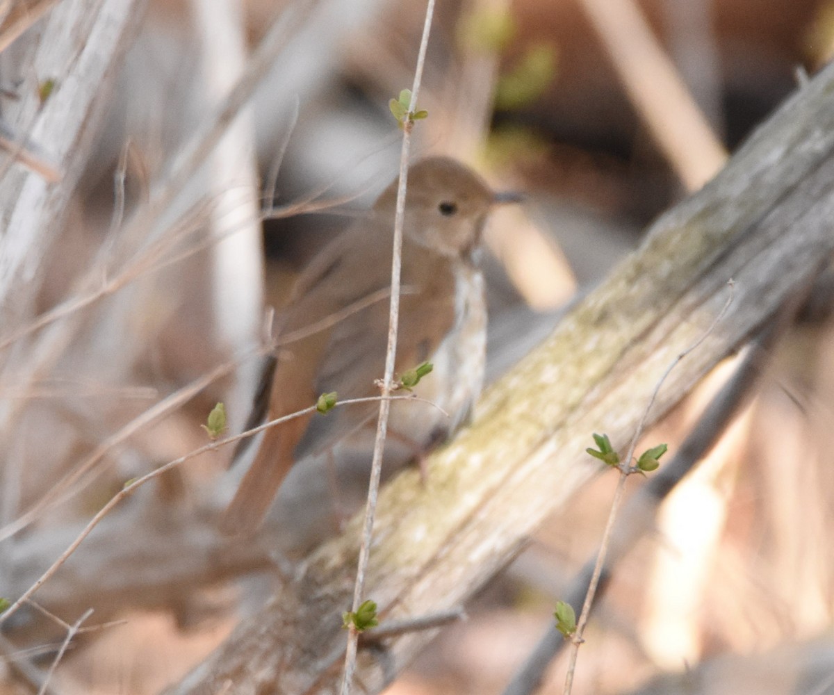 Hermit Thrush - ML95911941