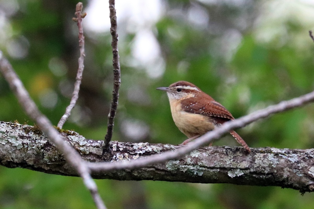 Carolina Wren - ML95912201