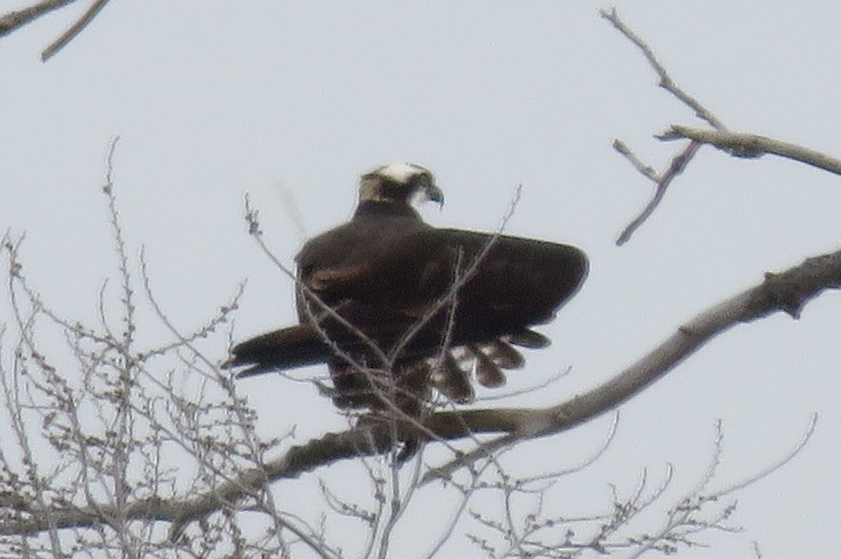 Águila Pescadora - ML95912631