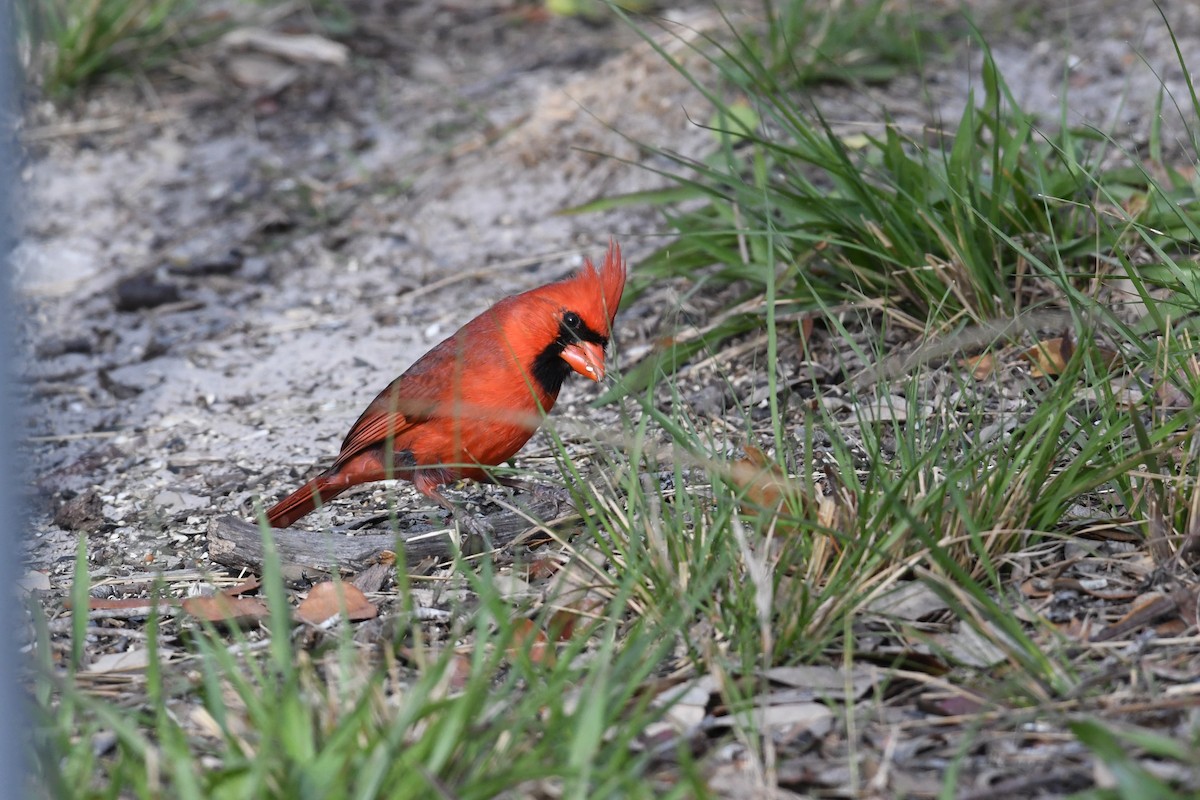 Northern Cardinal - ML95912691