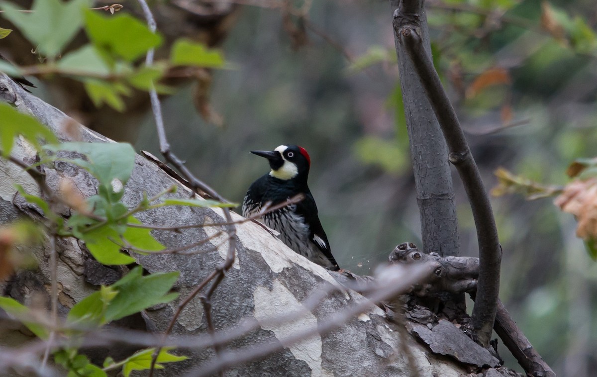 Acorn Woodpecker - ML95913391
