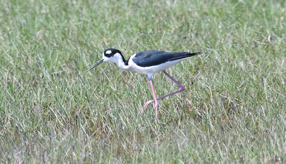 Cigüeñuela Cuellinegra - ML95914761