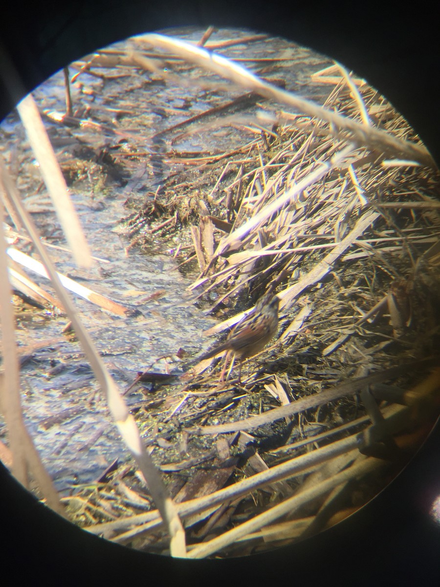 Swamp Sparrow - ML95915481