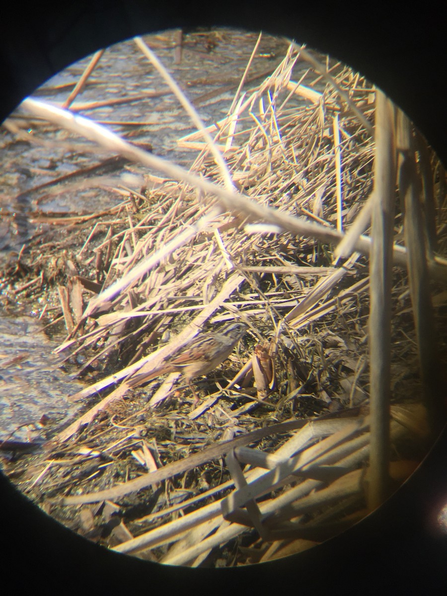 Swamp Sparrow - ML95915531