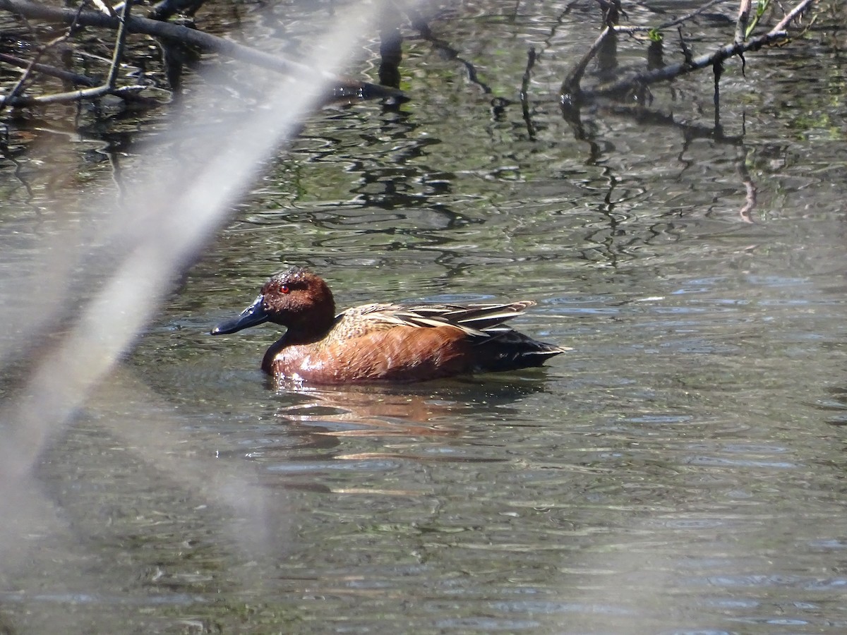 Cinnamon Teal - ML95915851