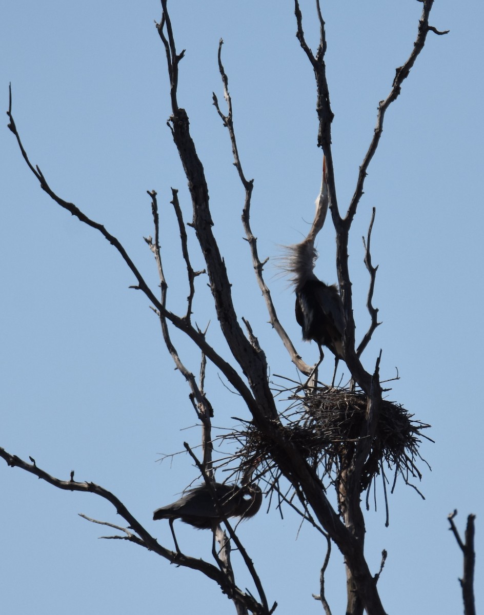 Great Blue Heron - ML95915891