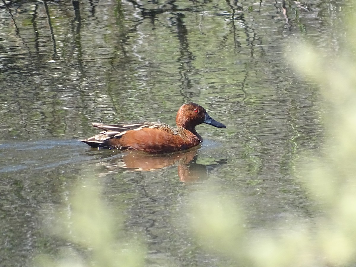 Cinnamon Teal - ML95915901