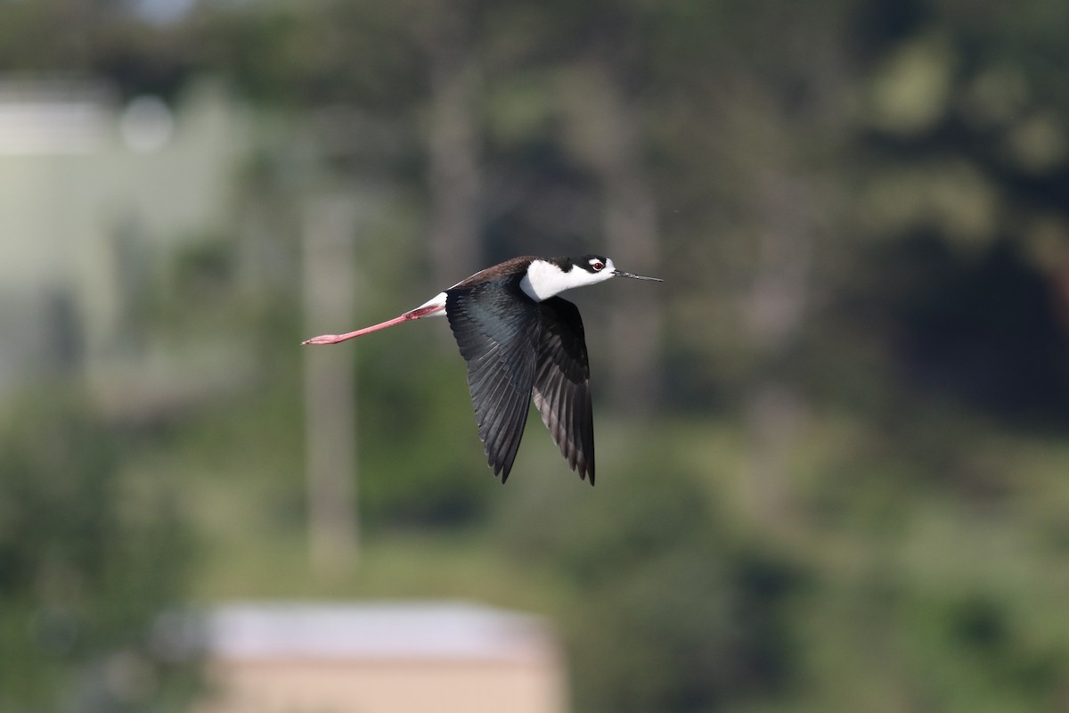 Black-necked Stilt - Max Benningfield