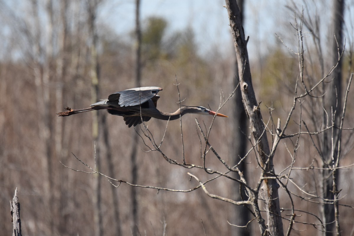 Great Blue Heron - Ken Beckley