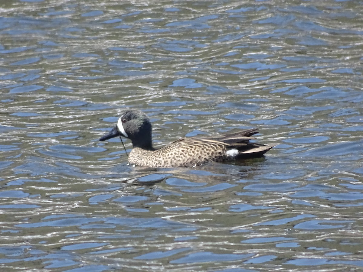 Sarcelle à ailes bleues - ML95916401